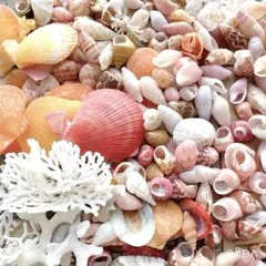 26 貝殻詰合せ　アミコケムシ
