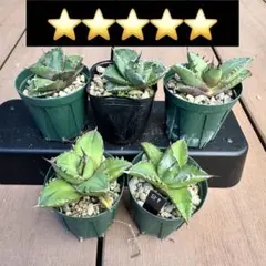 アガベ オテロイ　実生　コレクション株　鉢のまま　らくらくメルカリ便 アガベ オテロイ 実生 - メルカリ