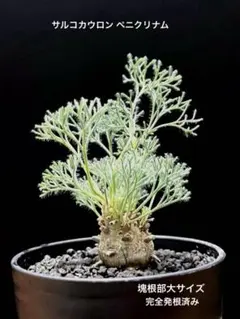 サルコカウロン ペニクリナム モンソニア 塊根部大サイズ B