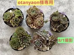 otanyaon様 リクエスト 5点 まとめ商品