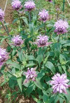 H.M.C.Q.A.M様 リクエスト 2点 まとめ商品