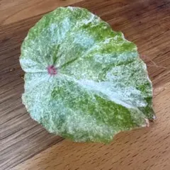 2025年最新】ベゴニア ルージュの人気アイテム - メルカリ