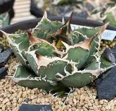 2025年最新】アガベ星空の人気アイテム - メルカリ