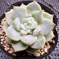 月影の宵×リンゼアナ おらいさん青札 多肉植物 抜き苗 - メルカリ