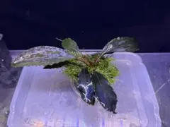 Bucephalandra sp.ダイヤモンドダスト カミハタ（神畑）Bucephalandra sp. ダイヤモンドダスト 2020年入荷