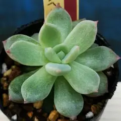 2025年最新】ミックスベリア ウエディングベルの人気アイテム - メルカリ