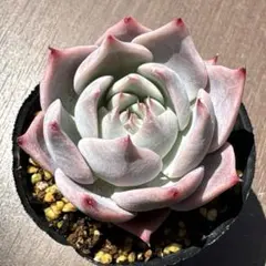 札付き】 リンゼアナ ホリコロ 霜椿 ユリアナ オーズさん 土付き発送