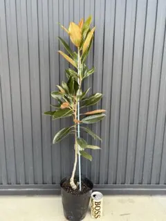 2026年最新】リトルジェムの人気アイテム - メルカリ