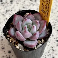 2025年最新】ホリコロ×の人気アイテム - メルカリ