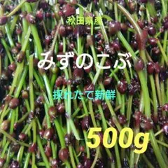秋田県産 みずのこぶ みずの実 500g - メルカリ