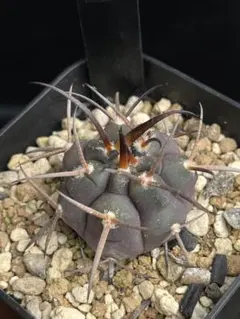 2026年最新】守金魔天竜の人気アイテム - メルカリ