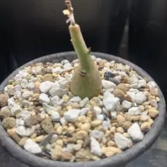 2026年最新】アデニアグラウカの人気アイテム - メルカリ