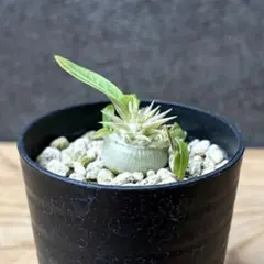 2025年最新】パキポディウム エニグマチカムの人気アイテム