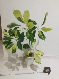 2026年最新】ツピタンサス斑入りの人気アイテム - メルカリ