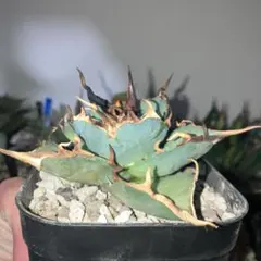 ロウルサンコさんラベル付き☆多肉植物 アロエ属 ブラッドサースティー ロウルサンコさんラベル付き☆多肉植物 アロエ ブラッドサースティー