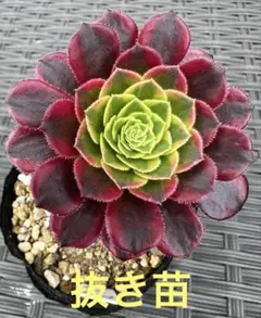 2026年最新】観葉植物 アエオニウムの人気アイテム - メルカリ