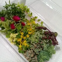 多肉植物 セダムカット苗10〜15品種セット❤️初心者様向け