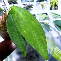 ホマロメナ/ Homalomena sp. \