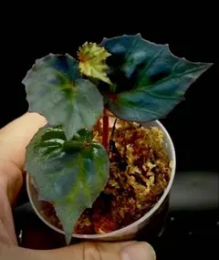 専用Begonia sp. from North Toraja 青ベゴニア　原種 Begonia sp. from North Toraja 原種ベゴニア 青光り - メルカリ