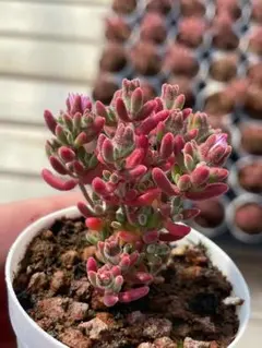 きよっぴ様 リクエスト 2点 まとめ商品