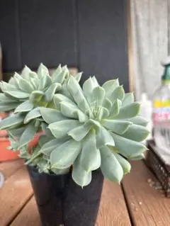多肉植物 エケベリア 2株カット苗　トップシータービー　大きめカットのサムネイル