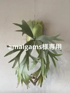 2026年最新】ビフルカツムの人気アイテム - メルカリ