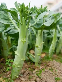 マリンウランママ様 リクエスト 4点 まとめ商品