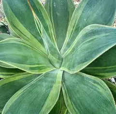 Agave アガベ ブルーフレイム パリー トランカータ アテナータ 斑入り