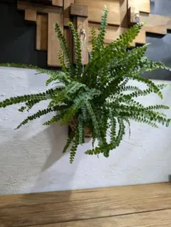 たから様 リクエスト 2点 まとめ商品