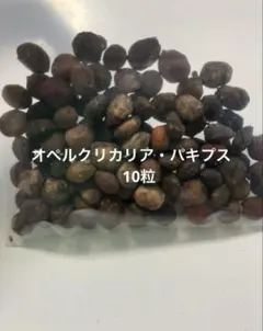オペルクリカリア・パキプス10粒　　ラスト1点のサムネイル