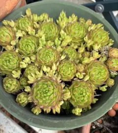 多肉植物 ジョビバルバ ソボリフェラ ペール No.172【黄】 - メルカリ