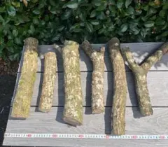 Item thumbnail for item 1177eadd-475c-43dd-a0b9-b39577117a42