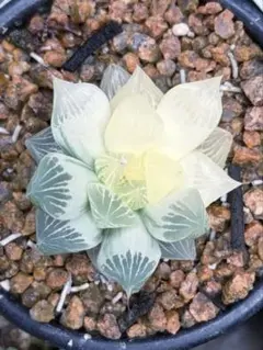 限定値下げ！ハオルチア　白蛇伝　発根済み　約5cm程　糊斑のサムネイル