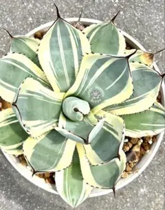 2025年最新】アガベ パリー トランカータの人気アイテム - メルカリ