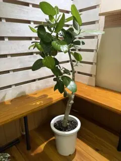 フィカス ベンガレンシス 観葉植物 ゴムの木 大型のサムネイル
