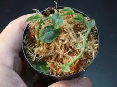 トロピカル(プロフ必読 月・金配送)様 リクエスト 4点 まとめ商品