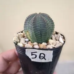 5D ユーフォルビア オベサ 実生 メス obesa - メルカリ