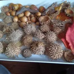 ドングリ・木の実セット 自然素材　ドングリの帽子