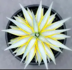 2026年最新】アガベ高級株の人気アイテム - メルカリ