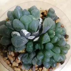 にゃろ☆プロフ読んでね☆様 リクエスト 2点 まとめ商品