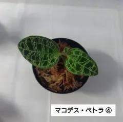 2026年最新】マコデス ペトラの人気アイテム - メルカリ