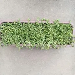 土日限定　多肉植物　グリーンネックレス　抜き苗