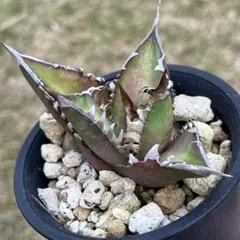 2025年最新】レッドキャットウィーズルの人気アイテム - メルカリ