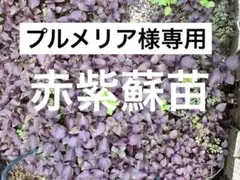 ③山野草・極姫ユキノシタ 豆鉢/盆栽/苔テラリウム/パルダリウムに