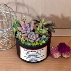訳あり　そのまま飾れます　多肉植物　寄せ植え　育て方メモつき❤️ カラフル