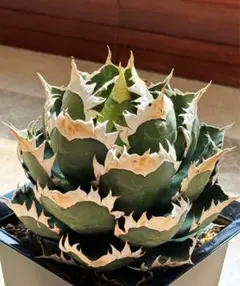 2026年最新】レッドキャットウィーズルの人気アイテム - メルカリ