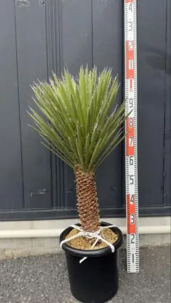 ユッカ フィリフェラ 幹立ち 特大株 フィラメント Yucca filifera ユッカ フィリフェラ 幹立ち 特大株 フィラメント Yucca filifera