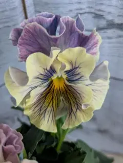 RYU様専用【現品】R-gardenオリジナルフリルパンジーフルール①③④⑤⑥⑪