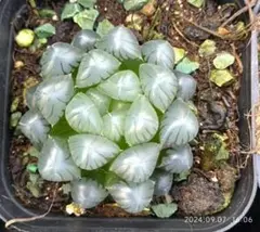 Top【選抜株】多肉植物　13188ハオルチア 万象 空門　10個　鉢無し/脱土 Top【選抜株】多肉植物 13188ハオルチア 万象 空門 10個 鉢無し/脱土