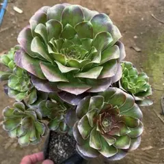 2026年最新】アエオニウム 魅金ローズの人気アイテム - メルカリ